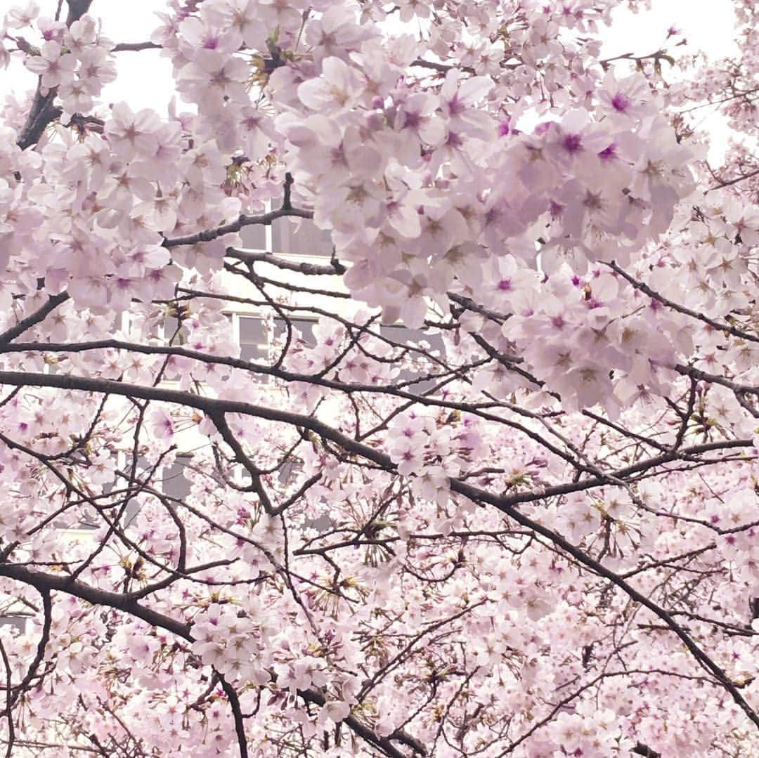 MICHIRUさんのインスタグラム写真 - (MICHIRUInstagram)「. 色々な時間、色々な場所の桜🌸 . 今年に入って加速する時のスピードを感じながら牡羊座の新月も過ぎて、もう4月。 そしてもうすぐやってくる新しい時代の始まり。  咲き誇る桜を見ながら 私達ひとり一人の希望の花がこの桜の花のように満開に咲きほこる未来になりますように。。 . 世界が調和され、平和でありますように🙏  #新しい時代の始まり  #季節の始まり #桜 #cherryblossom #中目黒 #青山墓地 #駒場東大 #自宅前」4月7日 0時47分 - barbiemichiru