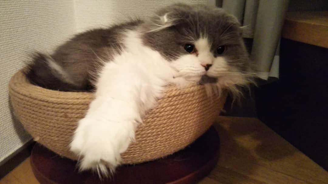 伊藤修子さんのインスタグラム写真 - (伊藤修子Instagram)「作ったカレーを運び劇団の先輩宅にお邪魔しました。色々と手料理もいただきました。フサフサとした猫…!」4月7日 0時52分 - itoshuko