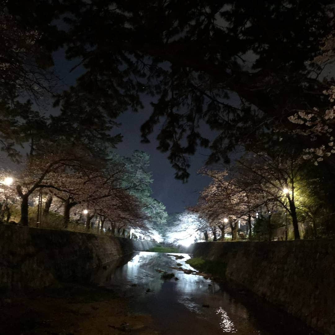 中島彩さんのインスタグラム写真 - (中島彩Instagram)「この時期は、毎日お花見❤️がてら  公園遊びやお散歩...💕 気持ちのいい季節❤️ あと少しの間、思いっきり満喫しなきゃ😍  #お花見　#桜　#夙川　#夙川河川敷緑地  #夜桜」4月7日 1時04分 - aya.n.aya