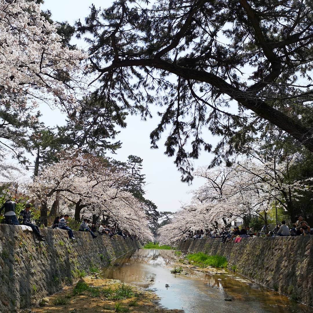 中島彩さんのインスタグラム写真 - (中島彩Instagram)「この時期は、毎日お花見❤️がてら  公園遊びやお散歩...💕 気持ちのいい季節❤️ あと少しの間、思いっきり満喫しなきゃ😍  #お花見　#桜　#夙川　#夙川河川敷緑地  #夜桜」4月7日 1時04分 - aya.n.aya