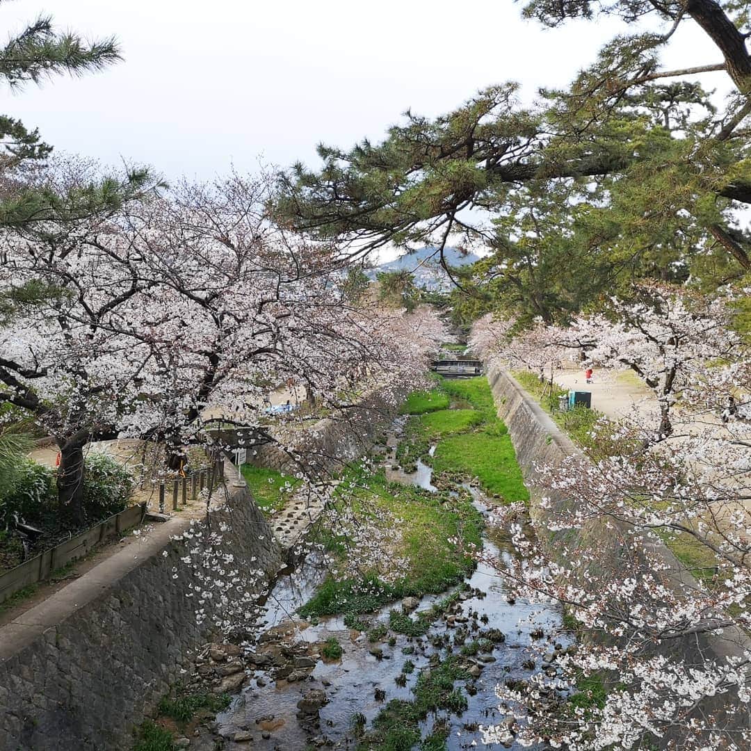 中島彩さんのインスタグラム写真 - (中島彩Instagram)「この時期は、毎日お花見❤️がてら  公園遊びやお散歩...💕 気持ちのいい季節❤️ あと少しの間、思いっきり満喫しなきゃ😍  #お花見　#桜　#夙川　#夙川河川敷緑地  #夜桜」4月7日 1時04分 - aya.n.aya