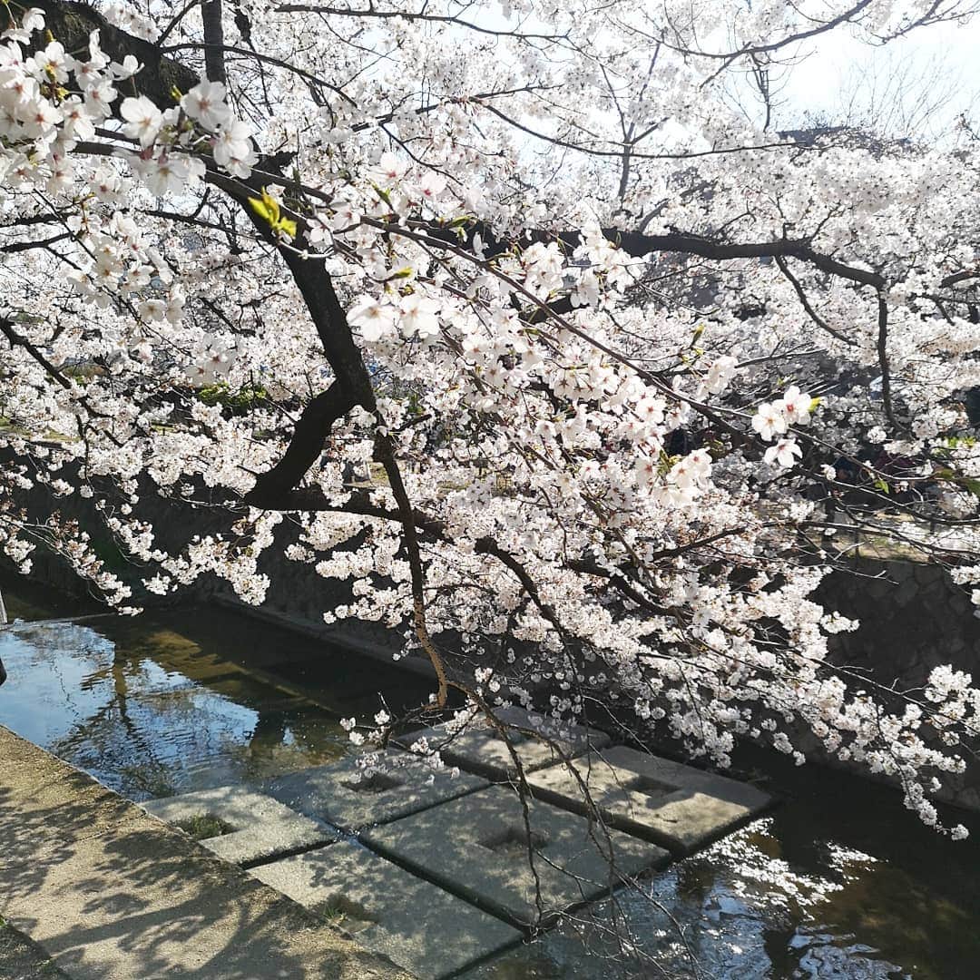 中島彩さんのインスタグラム写真 - (中島彩Instagram)「この時期は、毎日お花見❤️がてら  公園遊びやお散歩...💕 気持ちのいい季節❤️ あと少しの間、思いっきり満喫しなきゃ😍  #お花見　#桜　#夙川　#夙川河川敷緑地  #夜桜」4月7日 1時04分 - aya.n.aya
