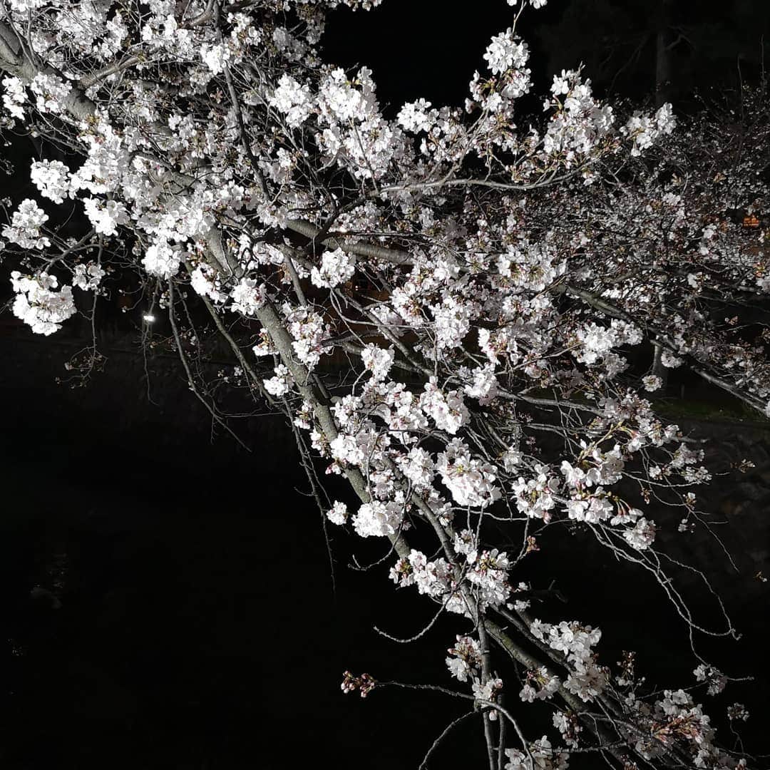 中島彩さんのインスタグラム写真 - (中島彩Instagram)「この時期は、毎日お花見❤️がてら  公園遊びやお散歩...💕 気持ちのいい季節❤️ あと少しの間、思いっきり満喫しなきゃ😍  #お花見　#桜　#夙川　#夙川河川敷緑地  #夜桜」4月7日 1時04分 - aya.n.aya
