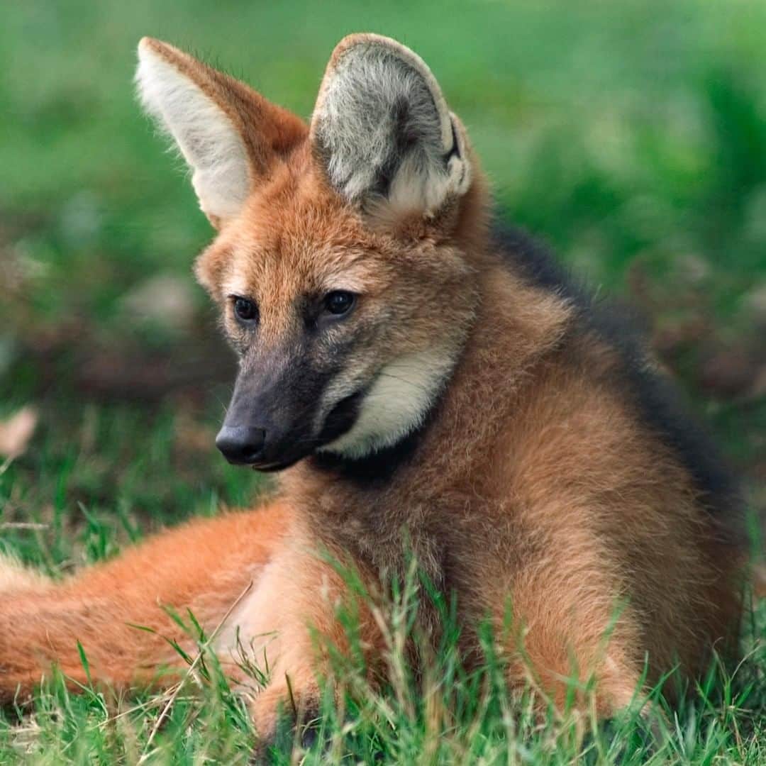 アニマルプラネットさんのインスタグラム写真 - (アニマルプラネットInstagram)「This fox-looking cutie is the maned wolf. PLOT TWIST: it isn't even a wolf, it's cousin to the dog! They don't howl. You can hear these little guys barking or roaring to warn others to stay away. . . . . . . #animalsofinstagram #animalplanet #animaloftheday #wild #wildlife #outdoors #animals #wildanimals #conservation #nature #animallovers #instanature #wildgeography #dog #wolf #manedwolf」4月7日 1時00分 - animalplanet