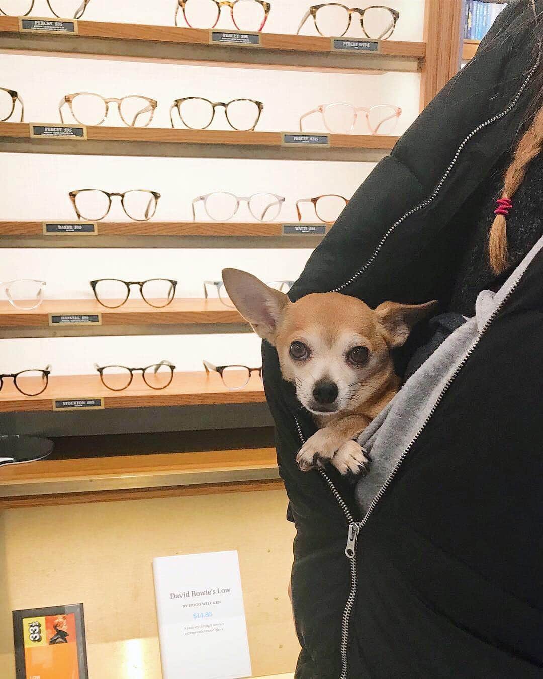 のインスタグラム：「Phone 📱✔️ keys 🔑✔️wallet 💵 ✔️puppy 🐶 ✔️ (Photo by @biggerthandoug.)」