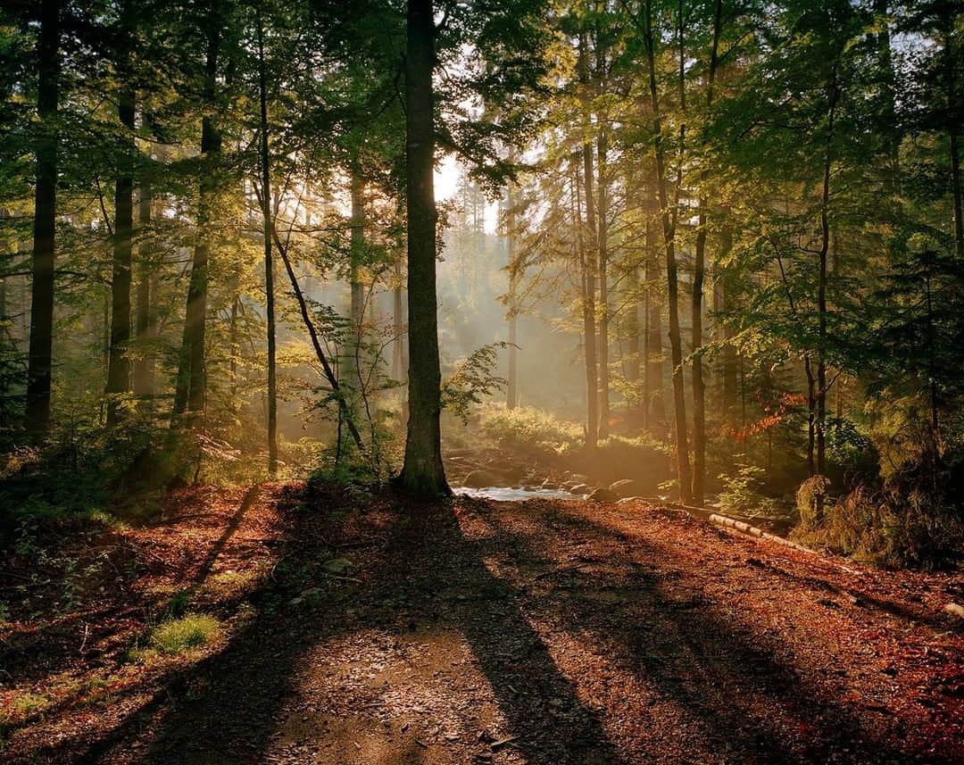National Geographic Travelさんのインスタグラム写真 - (National Geographic TravelInstagram)「Photo by @simonnorfolkstudio I The Bavarian Forest National Park (German: Nationalpark Bayerischer Wald) is in the eastern Bavarian Forest on Germany's border with Czechia (Czech Republic). Founded in 1970 as the first national park in Germany, it now covers an area of 24,250 hectares, following an expansion in 1997. Together with the neighboring Czech Bohemian Forest, the Bavarian Forest forms the largest contiguous area of woodland in central Europe. Follow me @simonnorfolkstudiofor updates, outtakes, unpublished, and archival material on this and other projects.  #Bavaria #Germany #NationalPark#simonnorfolk #forest #forests #trees #NationalparkBayerischerWald @simonnorfolkstudio」4月7日 1時03分 - natgeotravel