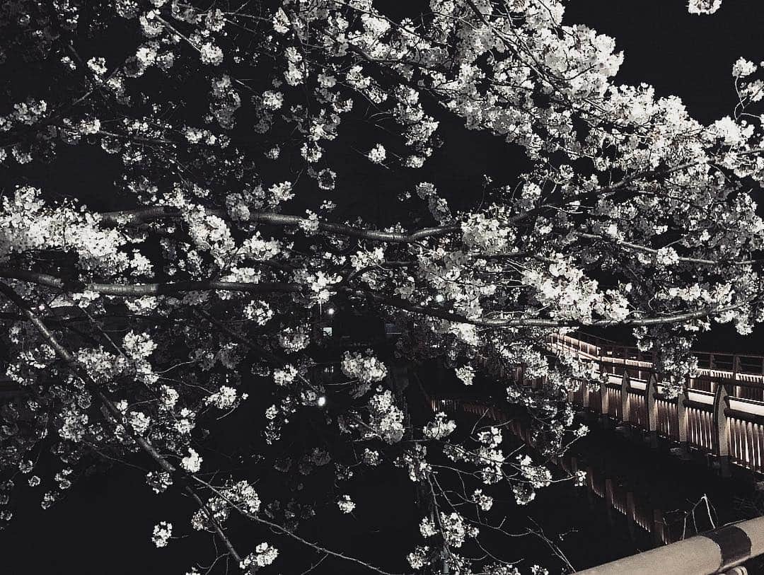 ユコ=カティさんのインスタグラム写真 - (ユコ=カティInstagram)「#夜桜 #sakura #japan」4月7日 1時07分 - xx.jucca.xx