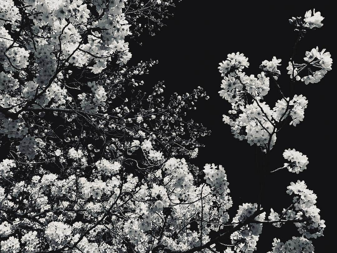 ユコ=カティのインスタグラム：「#夜桜 #sakura #japan」