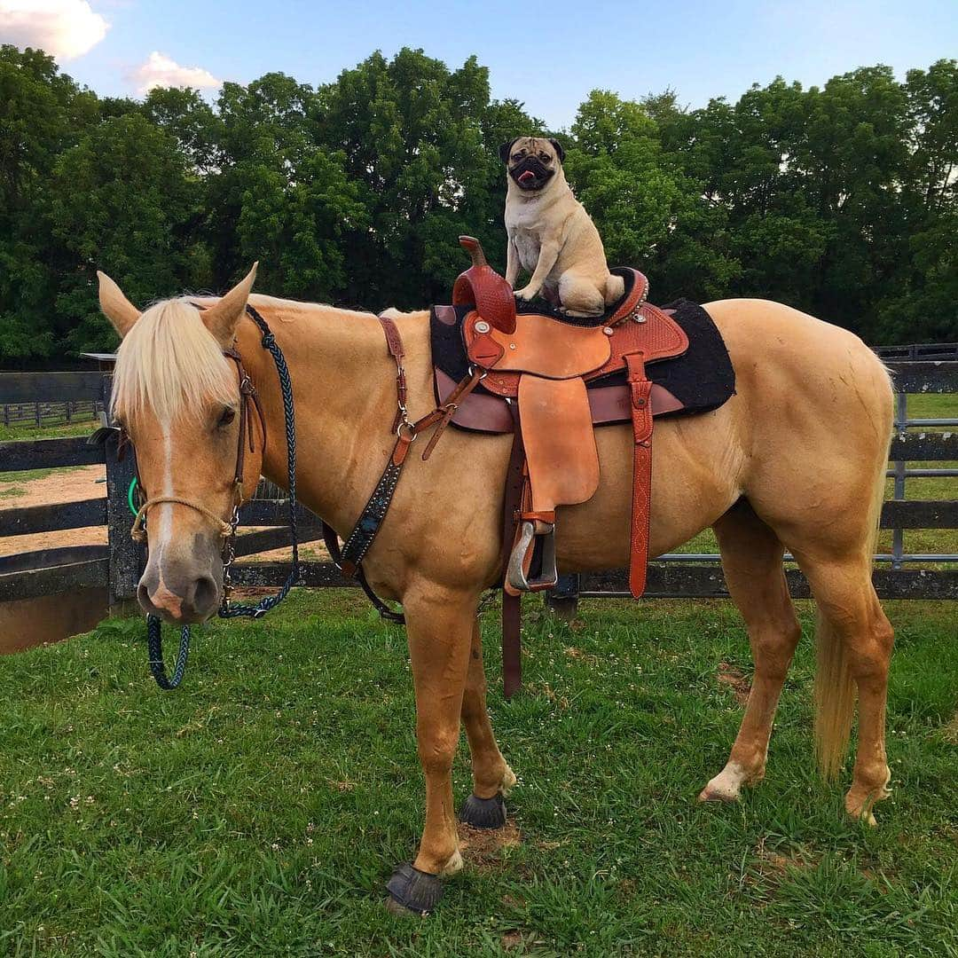 itsdougthepugさんのインスタグラム写真 - (itsdougthepugInstagram)「“‪I got the horses in the back‬” -Doug」4月7日 1時09分 - itsdougthepug