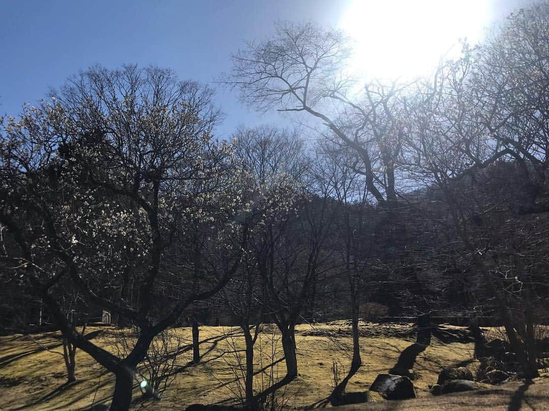 児玉美保さんのインスタグラム写真 - (児玉美保Instagram)「日本武尊(ヤマトタケルノミコト)を祀る古峯神社へ。  別名「天狗の社」とも言われ、ご祭神の使者である天狗を信仰する人々から、心願成就の暁に奉納されたという天狗があちこちに。  さらに！なんとこちらでは御朱印にも天狗を描いて頂け、その絵は14パターンもあるそう！  混み合う週末はどれを描いて頂けるかはお任せになるものの、30分ほどで見事な天狗様を描いて頂けます。 ありがたい！！ 500ヘクタールある境内の敷地には回遊式日本庭園「古峯園」があるので、御朱印を待つ間のんびり散策できて、とっても癒されました♪  日光東照宮も良いけど、こちらもパワースポットですぞ！  #栃木 #古峯神社 #天狗の社 #天狗 #御朱印 #パワースポット #神社仏閣 #北関東 #古峯ヶ原」4月7日 1時12分 - miho_kodama_