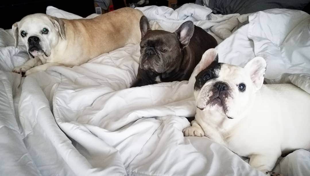 Manny The Frenchieさんのインスタグラム写真 - (Manny The FrenchieInstagram)「Can we haz breakfast in bed?!」4月7日 1時14分 - manny_the_frenchie