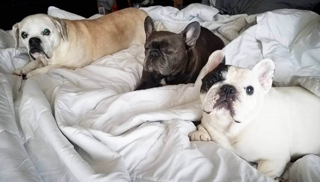 Manny The Frenchieのインスタグラム：「Can we haz breakfast in bed?!」