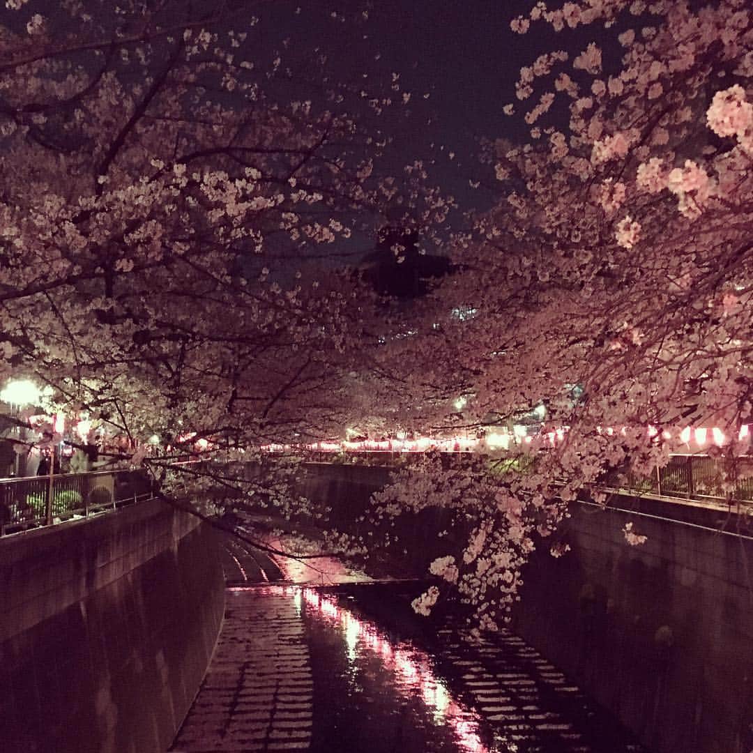 MASA（BRIDGET）さんのインスタグラム写真 - (MASA（BRIDGET）Instagram)「からの夜桜🌸  #bridgetmasa 桜 #sakura #四季 #目黒川」4月7日 1時23分 - bridget_masa