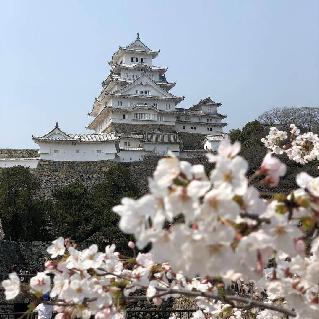 凰津りささんのインスタグラム写真 - (凰津りさInstagram)「姫路城🏯デート① . . 念願の姫路城っっ🏯💖 . 朝6:30に起きて行って参りましたっ🚙 いやぁ、、、 お花見シーズン🌸で駐車場が空いてなくて大渋滞で大変でしたが、、、 偉大な権力の象徴とも言えるであろう姫路城を真近で見る事が出来て只々感動✨🥺 . 天守閣に入るチケットを購入して登ったけど、天守閣に入るまで60分待ち。。。 多分60分以上かかってたと思う💦 . 天守閣からの眺めには正直興味がないから途中で列から抜けて、石垣の写真を撮りまくる📸✨ . たいちゃんとあーだのこーだの話しながら実際の石垣を見て、触れて、感じて‥‥ 百聞は一見に如かず‼️ . 本物を見なければ何も語れないぜっっ❣️ . . お花見も出来たし🌸 お天気も良かったし🌞 たいちゃんと喧嘩しなかったし💝 . . 姫路城デートは疲れたけど、 良い思い出となりました👫 . . 姫路城の後は、 いざ、好古園へ❣️ . . . #姫路城 #お城と桜 #お花見デート🌸 #夫婦2人で #お天気良かった #花粉むずむず」4月7日 1時26分 - outsu.risa95