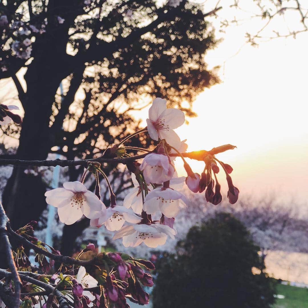 竹下健人さんのインスタグラム写真 - (竹下健人Instagram)「お花見。﻿ 昔はそんなに興味なかったけど﻿ 歳を重ねれば重ねるほど、毎年の楽しみになってきている。﻿ ﻿ 今年は夕焼けと桜がとても綺麗でした。﻿ 平成の終わりにしみじみ。﻿ ﻿ そういえば、7年近く一緒にいるPatchのみんなと﻿ 一度も花見したことないな。﻿ 行こう行こうとは言ってるんですけどね。﻿ ﻿ 東京公演までの期間中﻿ 映画に舞台に録り溜めしていたドラマをみて﻿ インプットしまくりの日々。﻿ ﻿ 金曜日には﻿ "こちらトゥルーロマンス株式会社"を観劇。﻿ 約100分、笑いっぱなしで最高でした。﻿ 久々にコメディがやりたくなりました。﻿ ﻿ 春らしさに﻿ 心も体もほっこり。﻿ ﻿ #お花見﻿ #春﻿ #観劇﻿ #舞台﻿ #トゥルロマ﻿ ﻿」4月7日 1時28分 - tkst_knt
