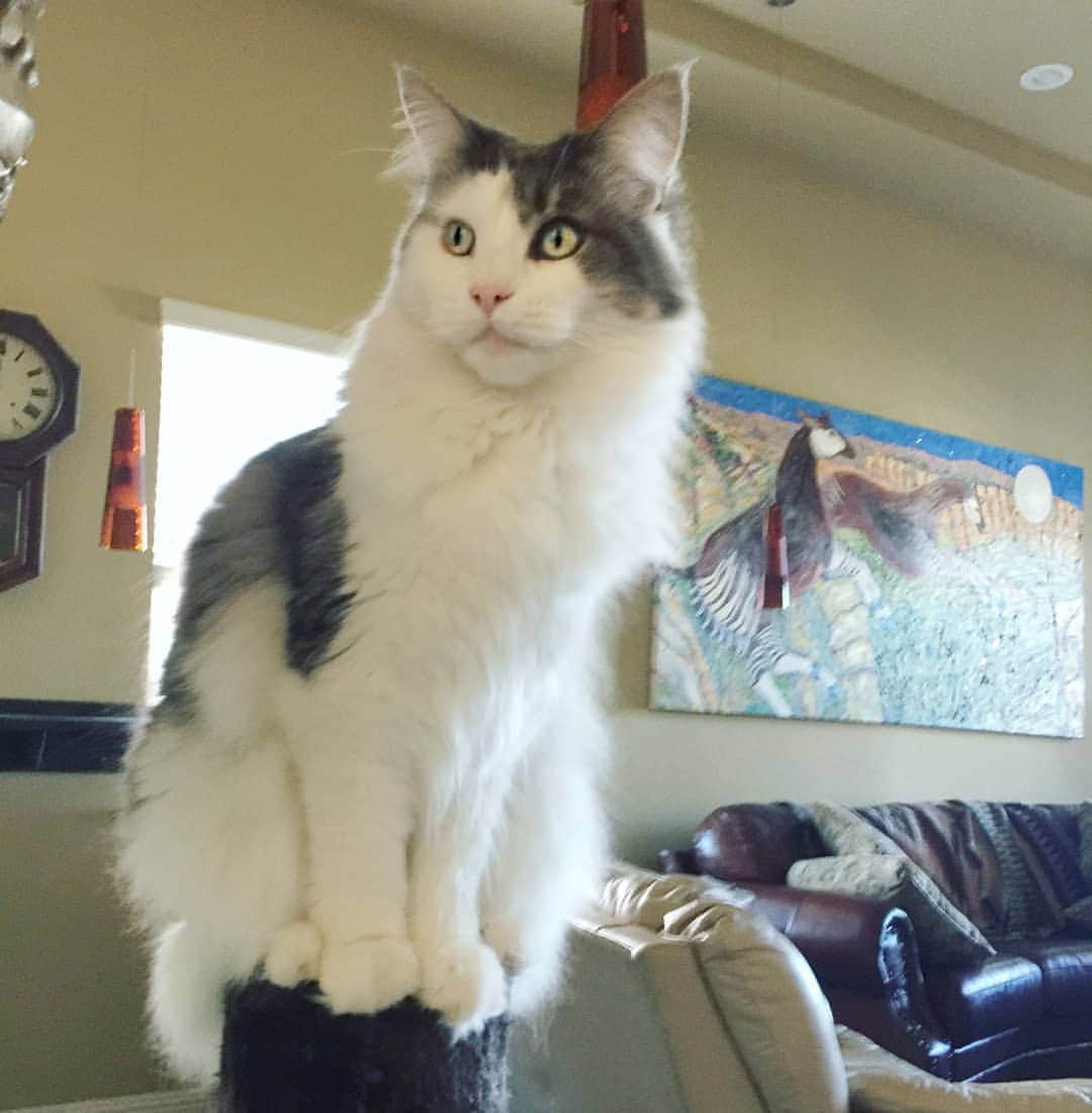 Garyさんのインスタグラム写真 - (GaryInstagram)「I have a beautiful female Maine coon (possibly mixed, not sure) that needs a home. She's two years old, named Nee Nee. She gets along with dogs and walks on a leash ffs! Sacramento area/Northern California, please let me know if you're interested.」4月7日 1時33分 - omgdeedee
