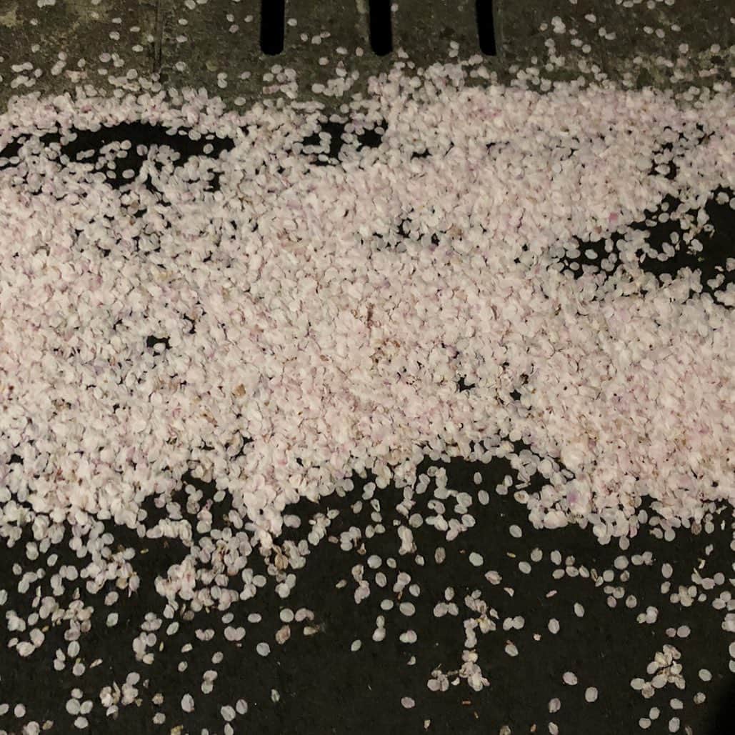 松田岳二さんのインスタグラム写真 - (松田岳二Instagram)「明日ありと思ふ心のあだ桜  夜半に嵐の吹かむものかは」4月7日 1時35分 - cbsmgrfc