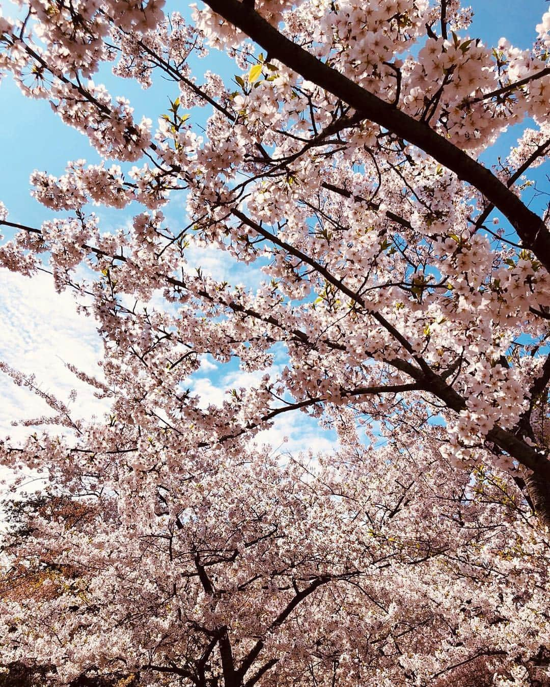 ジョアン・スモールズさんのインスタグラム写真 - (ジョアン・スモールズInstagram)「#cherryblossom 🌸 Que preciosura」4月7日 1時45分 - joansmalls