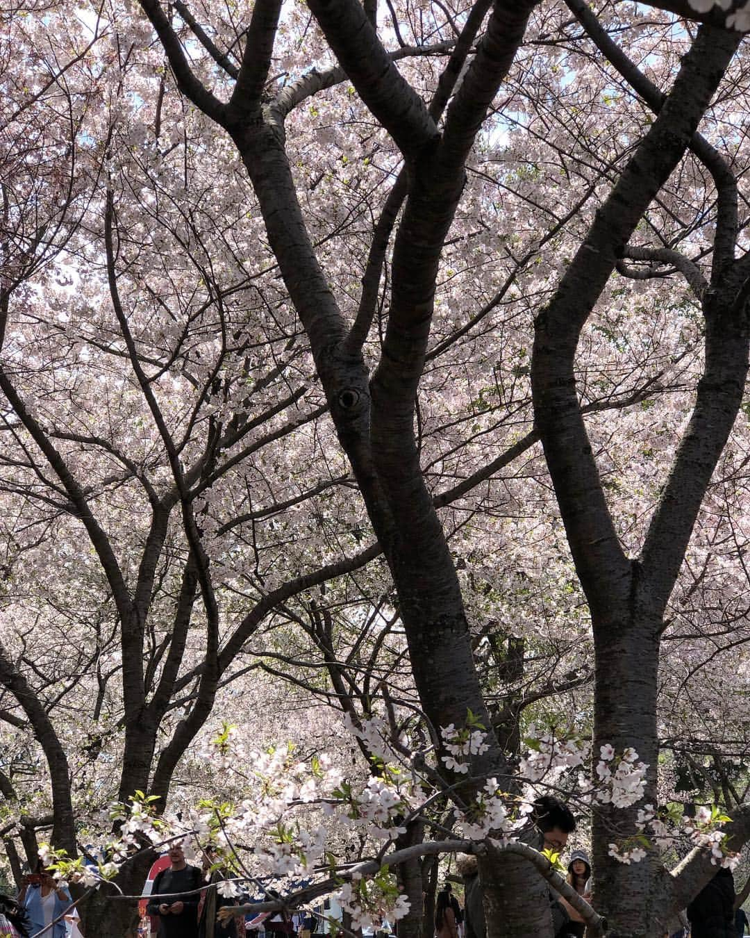 ジョアン・スモールズさんのインスタグラム写真 - (ジョアン・スモールズInstagram)「#cherryblossom 🌸 Que preciosura」4月7日 1時45分 - joansmalls