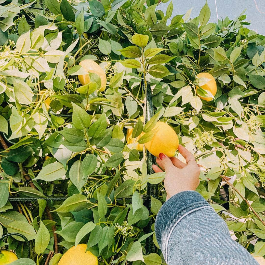 井村亜里香さんのインスタグラム写真 - (井村亜里香Instagram)「@haagendazs_jp から クリスピーサンドの 🍋ウィークエンドシトロン ―焦がしバターのレモンケーキ―🍋が‪ 4月9日(火)新‬発売♥ ・ 週末のガーデンパーティーをイメージした 『Häagen-Dazs Weekend Lemon Garden』が @share_green_minamiaoyama で 行われていたのでポカポカ陽気の中で  @shokoyano とほのぼのピクニックしてきました🧸🎈🧺レモン積み体験もできて楽しかった🍋 ・ 春にぴったりで 週末に大切な人と食べたいスイーツ♥ さっぱりしててレモンの香りが香ばしくて とっても美味しかった～😍 今から発売が待ち遠しい☺️☺️☺️ ・ ハーゲンダッツさんのご招待で参加させて頂きました🙏 ・ #haagendazs #sharegreenminamiaoyama  #ハーゲンダッツ #ウィークエンドシトロン #ハーゲンダッツウィークエンドシトロン #PR」4月6日 16時48分 - arika_imura