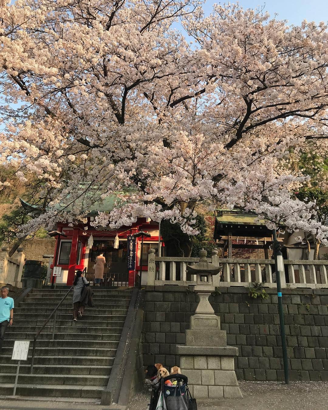 メルロコ一家の楽屋裏さんのインスタグラム写真 - (メルロコ一家の楽屋裏Instagram)「#元町厳島神社 #観たかった桜」4月6日 16時49分 - merulocomocodon