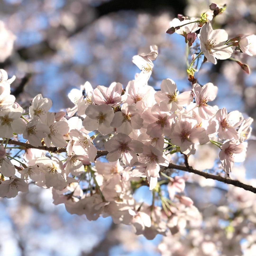 進藤やす子さんのインスタグラム写真 - (進藤やす子Instagram)「きのう何食べた？とボロ宿紀行を見て寝て、起きたら14時！12時間も爆睡してました😵 さすがに疲れがたまってたんだな〜💦 . 今年は沢山の桜が咲く場所でのお花見は叶わなかったけど、しびれるスケジュールを乗り切って安堵の気持ちでいっぱい。お花見いいな より、間に合うんだろうかっていう不安さのほうが勝ってたので...。3月は友達とご飯に行ったのはたった1回だけという孤独な状態だったけど集中して良かった。 . 発売は5月15日、前後にはシティリビングでの新連載（月1連載）がスタートしたり、ショップチャンネルの放送も予定してます。 . 今年度も楽しむぞー💪 . . #5月 #イベントも考え中 #近所の桜」4月6日 17時03分 - yasukoshindo
