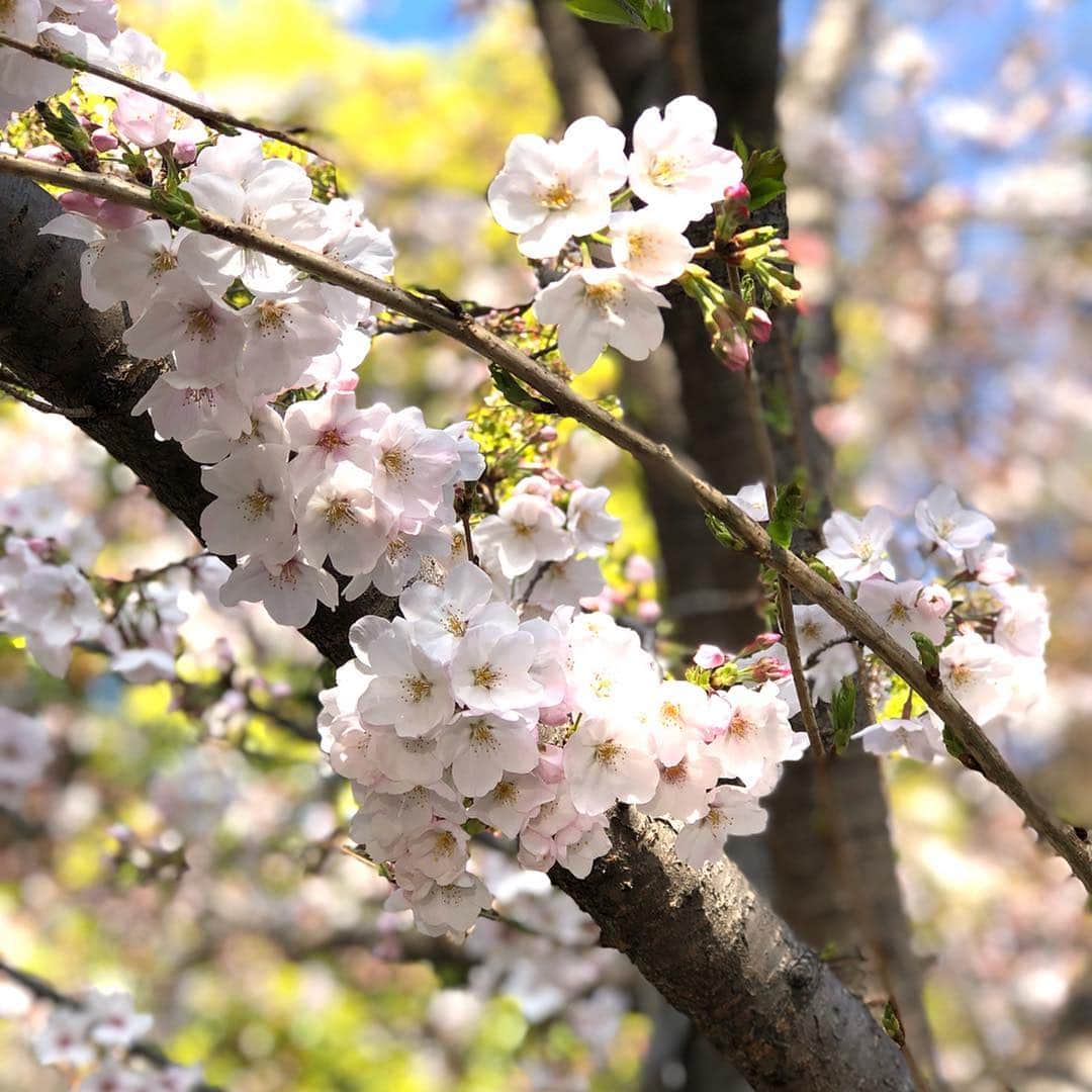 進藤やす子さんのインスタグラム写真 - (進藤やす子Instagram)「きのう何食べた？とボロ宿紀行を見て寝て、起きたら14時！12時間も爆睡してました😵 さすがに疲れがたまってたんだな〜💦 . 今年は沢山の桜が咲く場所でのお花見は叶わなかったけど、しびれるスケジュールを乗り切って安堵の気持ちでいっぱい。お花見いいな より、間に合うんだろうかっていう不安さのほうが勝ってたので...。3月は友達とご飯に行ったのはたった1回だけという孤独な状態だったけど集中して良かった。 . 発売は5月15日、前後にはシティリビングでの新連載（月1連載）がスタートしたり、ショップチャンネルの放送も予定してます。 . 今年度も楽しむぞー💪 . . #5月 #イベントも考え中 #近所の桜」4月6日 17時03分 - yasukoshindo