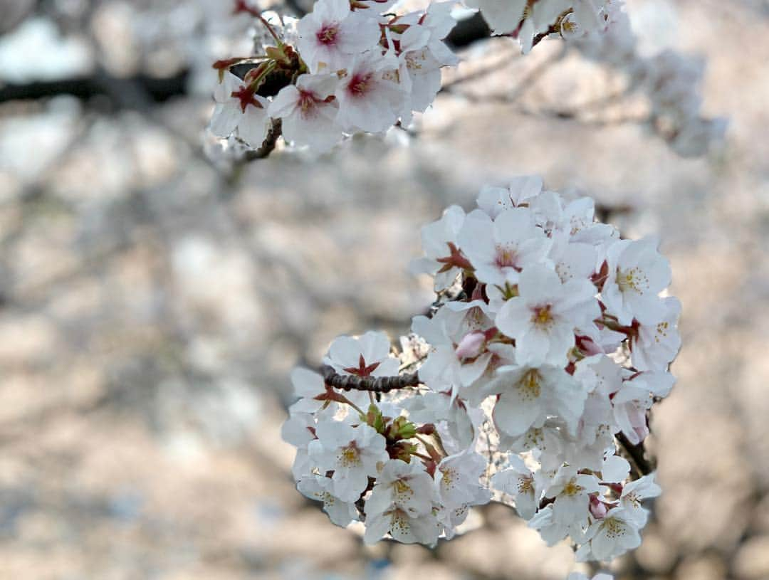 黒田アーサーさんのインスタグラム写真 - (黒田アーサーInstagram)「東京の桜は満開🌸です‼️ 今日もいいお天気です😊 暑いぐらいで気持ち良かった！ #桜 #満開🌸 #東京#cherryblossom #tokyo」4月6日 16時57分 - kuroda_arthur