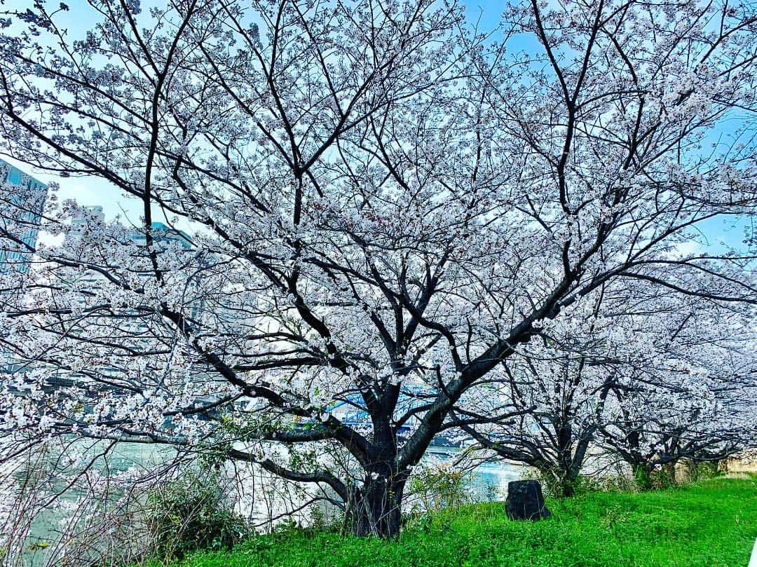 黒田アーサーさんのインスタグラム写真 - (黒田アーサーInstagram)「東京の桜は満開🌸です‼️ 今日もいいお天気です😊 暑いぐらいで気持ち良かった！ #桜 #満開🌸 #東京#cherryblossom #tokyo」4月6日 16時57分 - kuroda_arthur