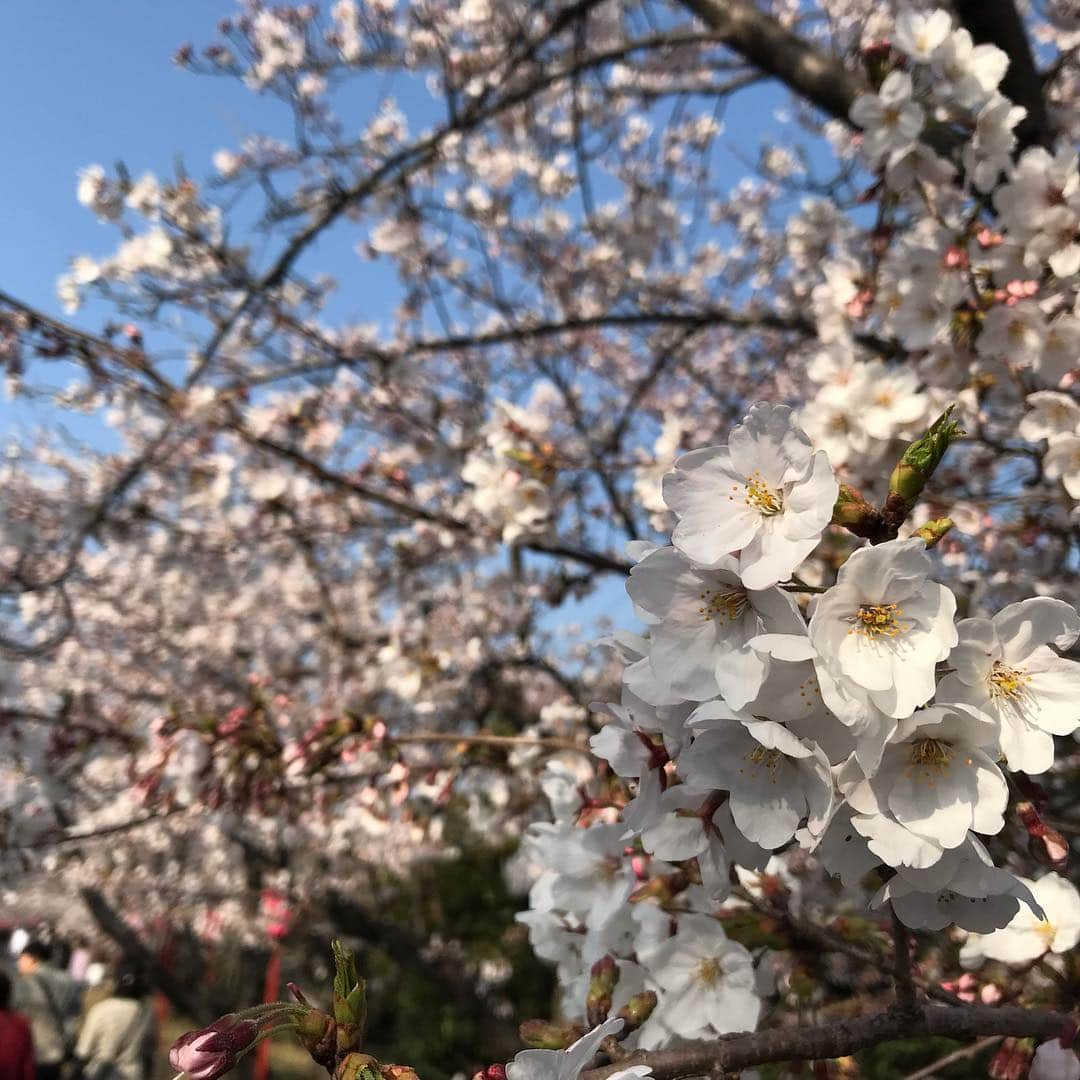 ホテル宮島別荘さんのインスタグラム写真 - (ホテル宮島別荘Instagram)「こんにちは、ホテル宮島別荘の西村です。今日は休みなので、家の近くの公園に桜を見に行きました^_^ 来週には散ってるのかなぁと思いながら、見れる期間が短いから人気あるんでしょうね^_^宮島も今が見頃です、お早めに^_^ #ホテル宮島別荘#宮島別荘#桜#観光#旅行#宮島#広島#花見」4月6日 16時57分 - _miyajima_villa