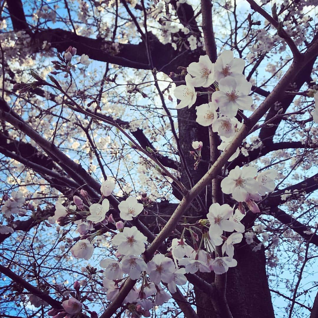 柴田平美さんのインスタグラム写真 - (柴田平美Instagram)「東京では 桜が咲いていまして。  初めて目黒川の桜を 見ることが出来ました。  ちょうど良い時期の出張に感謝。 日頃の行いをもっと良くしよう。  #目黒川 #桜 #花見 #春 #青空  #出張 #アナウンサー」4月6日 16時58分 - narumi.shibata99