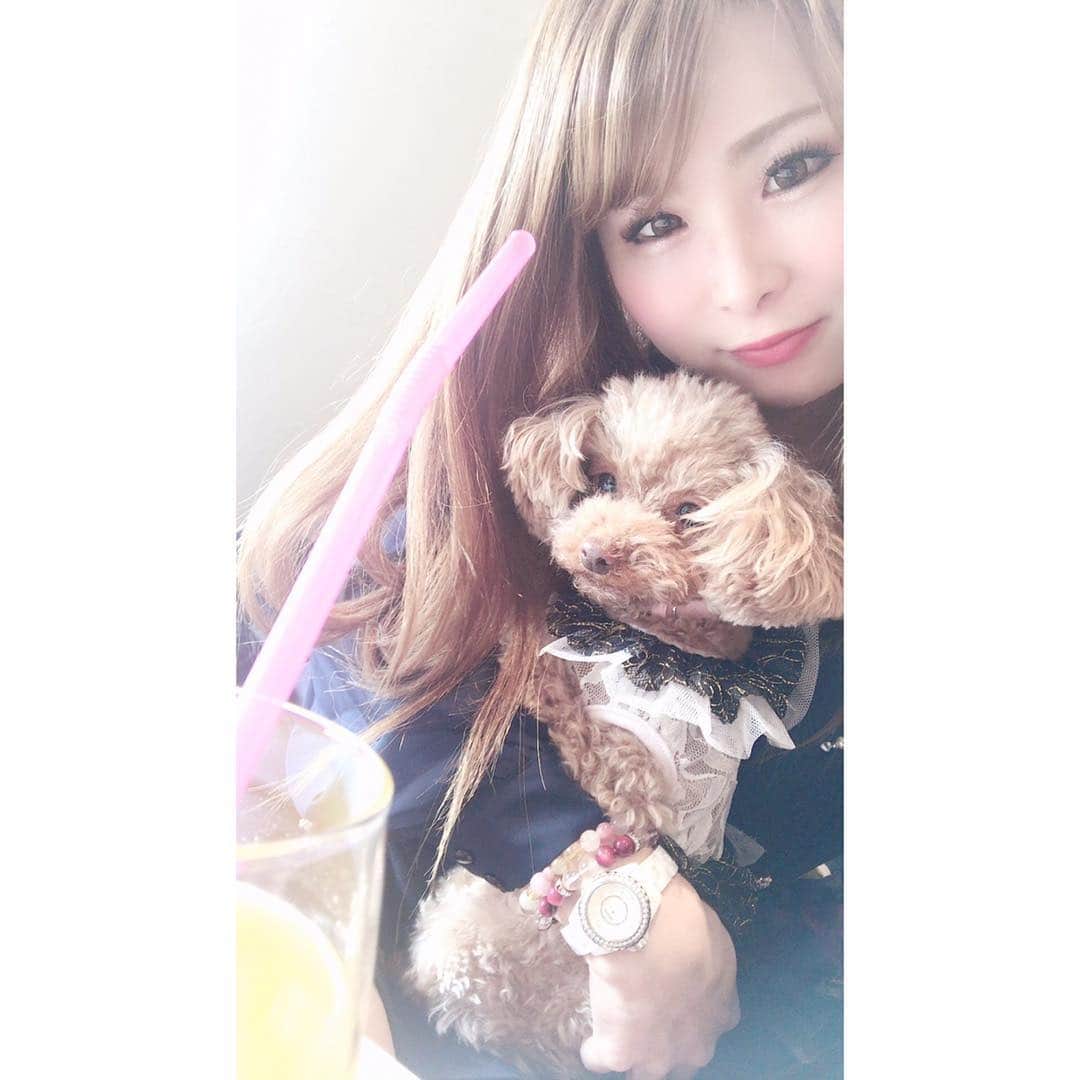 のインスタグラム：「ココさんと堀江デート🥺 ＊ ＊ ＊ #トイプードル#トイプードルレッド#ティーカッププードル#トイプードル多頭飼い#プードル#わんこ#愛犬#親バカ部#ふわもこ部#堀江#ランチ#カフェ#ペットオッケー#toypoodle#toypoodlered#toypoodlegram#mydog#mypet#poodle#mysweetbaby#lovedogs#토이푸들#lunch#cafe#Horie#happysaturday」