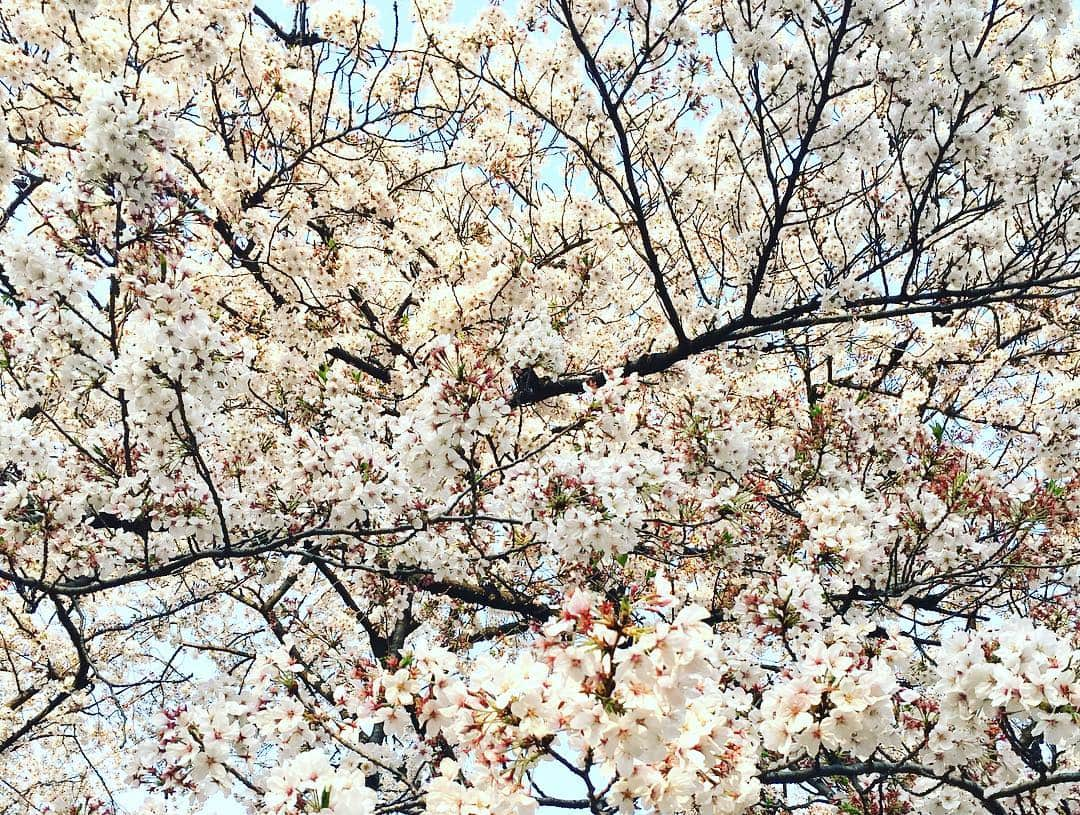 Shinnosukeさんのインスタグラム写真 - (ShinnosukeInstagram)「なんとか間に合った！もうそろそろ最後かな🌸それにしても人の数が凄いね。  #桜 #さくら #sakura #花見 #japan」4月6日 17時03分 - shinscapade