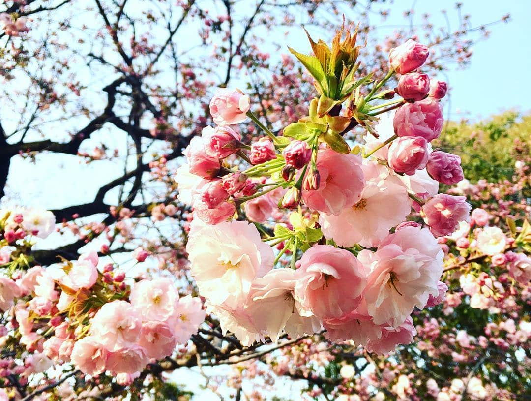 Shinnosukeさんのインスタグラム写真 - (ShinnosukeInstagram)「なんとか間に合った！もうそろそろ最後かな🌸それにしても人の数が凄いね。  #桜 #さくら #sakura #花見 #japan」4月6日 17時03分 - shinscapade