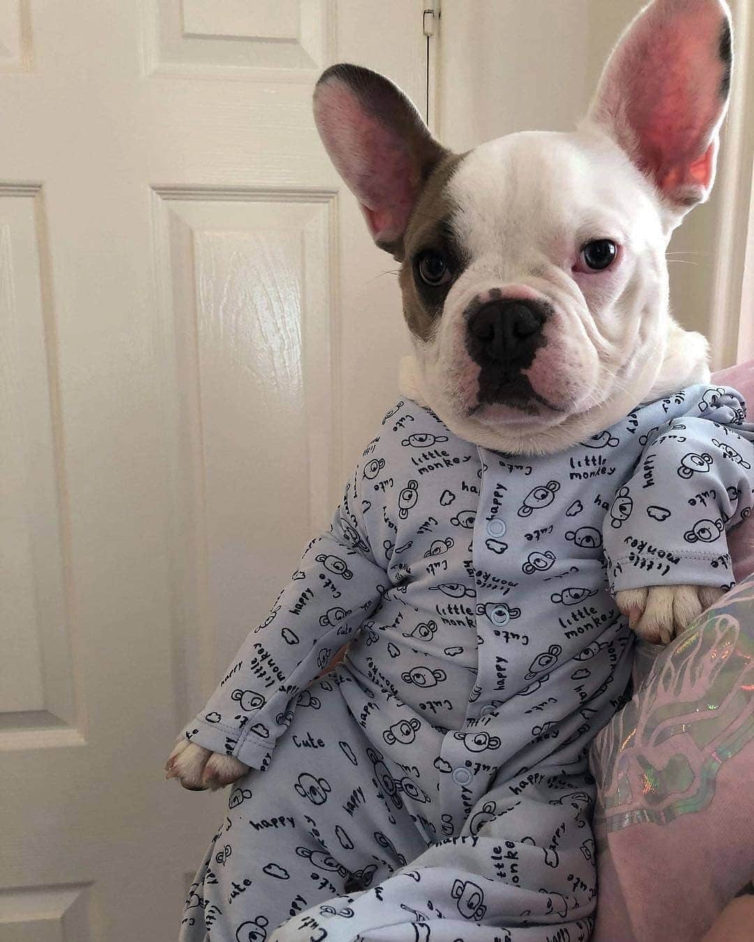 French Bulldogさんのインスタグラム写真 - (French BulldogInstagram)「Good morning ☀️🐶 Rise 'n' shine! @winstonthepiggo . . . . . #frenchbulldog #frenchbulldogpuppies #frenchbulldogs#frenchbulldogsofinstagram #frenchiestagram #dog#frenchies #dogs #dogstagram #dogsofinstagram #pups#pupsofinstagram #puppylove #puppies #bulldog#bulldogpuppy #pet #pets #petstagram #daily_frenchie#petsofinstagram #frenchie #cutepuppy #cuteanimal#cuteanimals #ilovemydog #ilovedogs #doglover#bulldoglove #instadog」4月6日 17時03分 - frenchie.world