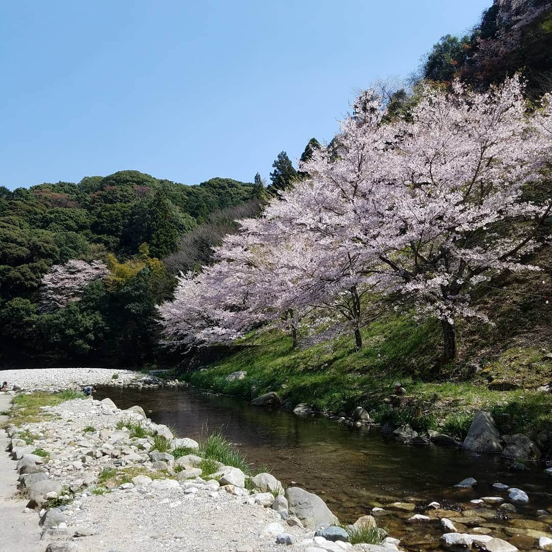 田畑竜介さんのインスタグラム写真 - (田畑竜介Instagram)「平成最後の花見🌸  曲渕小裏の桜が綺麗でした🌸  ひらひら舞う桜吹雪が なんとも儚く、美しいですね✨  #福岡市 #曲渕 #桜 #花見」4月6日 17時07分 - tabacchi_rkb