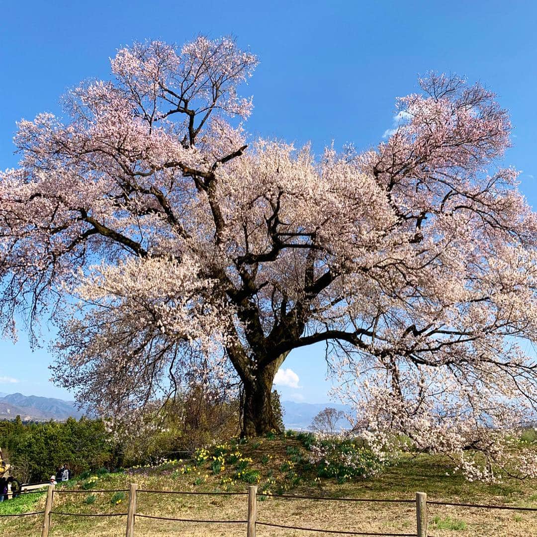 SHUHEI.Kさんのインスタグラム写真 - (SHUHEI.KInstagram)「わに塚の桜 大法師公園」4月6日 17時08分 - kamishu14