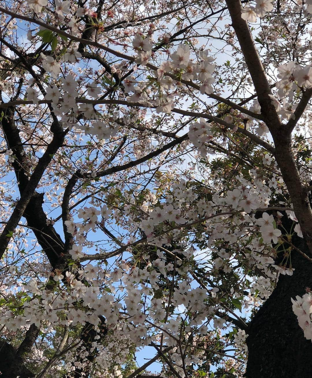 嶺恵斗さんのインスタグラム写真 - (嶺恵斗Instagram)「贅沢なお花見🌸 #バルエル  の #タピオカ  も #ラムチョップ  も #ワイン  も 大人気完売‼️ もちろん  桜も最高に綺麗🌸  明日も食べに来よう❣️ #バルエル #イタリアン #バル #飛鳥山公園 #お花見 #綺麗  #贅沢な時間 #感謝#love #cherryblossom」4月6日 17時10分 - etsuko__7