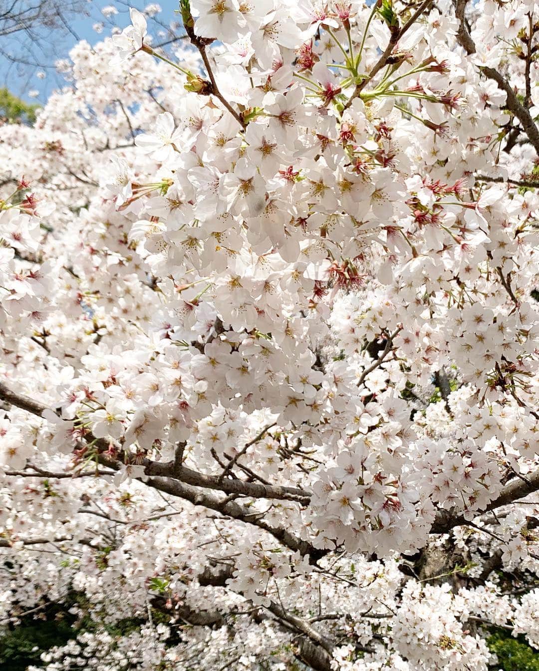 川田御早希さんのインスタグラム写真 - (川田御早希Instagram)「上野恩賜公園の桜 桜を見ながらウォーキングしたので、今日はジムに行くのをやめてしまいました（汗）  #上野恩賜公園の桜 #満開の桜  #引き寄せ #上機嫌 #いい気分 #今幸せでいよう #今を楽しむ #桜を愛でる」4月6日 17時10分 - misaki_kawada