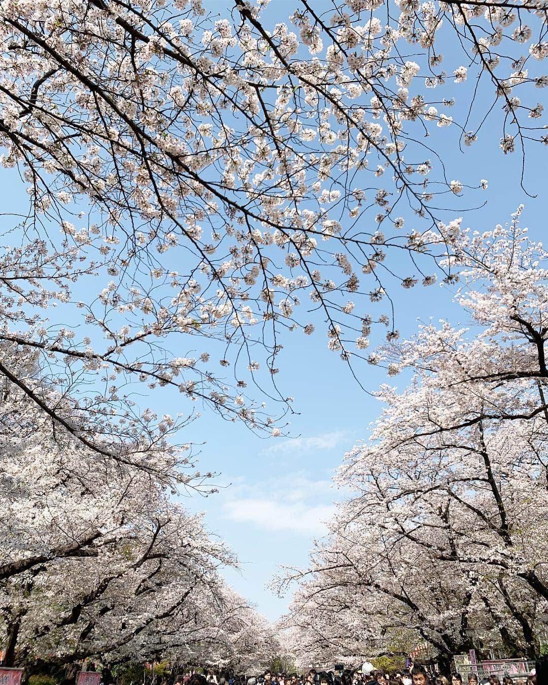 川田御早希さんのインスタグラム写真 - (川田御早希Instagram)「上野恩賜公園の桜 桜を見ながらウォーキングしたので、今日はジムに行くのをやめてしまいました（汗）  #上野恩賜公園の桜 #満開の桜  #引き寄せ #上機嫌 #いい気分 #今幸せでいよう #今を楽しむ #桜を愛でる」4月6日 17時10分 - misaki_kawada