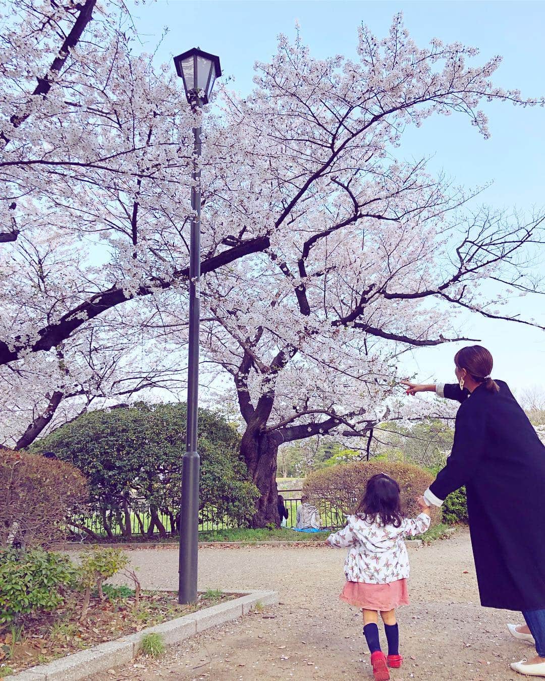 廣瀬規子のインスタグラム：「休日。良いお天気☀️ 急遽、あり物で作ったお弁当🍱持って、お花見へ🌸 * 満開からの花吹雪も見れて。。。 お嬢も大満喫した様子でした😊 * #桜 #お花見 #🌸 #sakura #sakura🌸  #2歳 #女の子 #お花大好き」