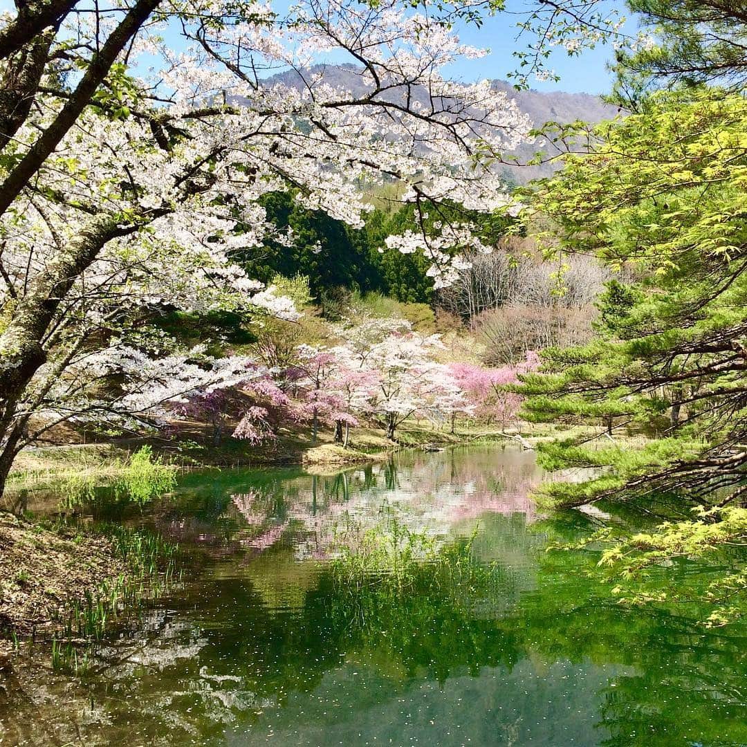 福島県さんのインスタグラム写真 - (福島県Instagram)「来て！半田山自然公園  桑折（こおり）町にある半田山自然公園は遅咲きの桜の名所。半田沼の水面に映る景色は息をのむ美しさです。4月下旬頃から見頃をむかえますよ。  #半田山自然公園 #桜 #桑折町 #koori #福島 #ふくしま #ふくしまからはじめよう #来て #fukushima #futurefromfukushima #japantrip #fukushimatrip #art_of_japan #instagramjapan #japan_of_insta  #insta_fukushima  #special_spot_」4月6日 17時16分 - realize_fukushima