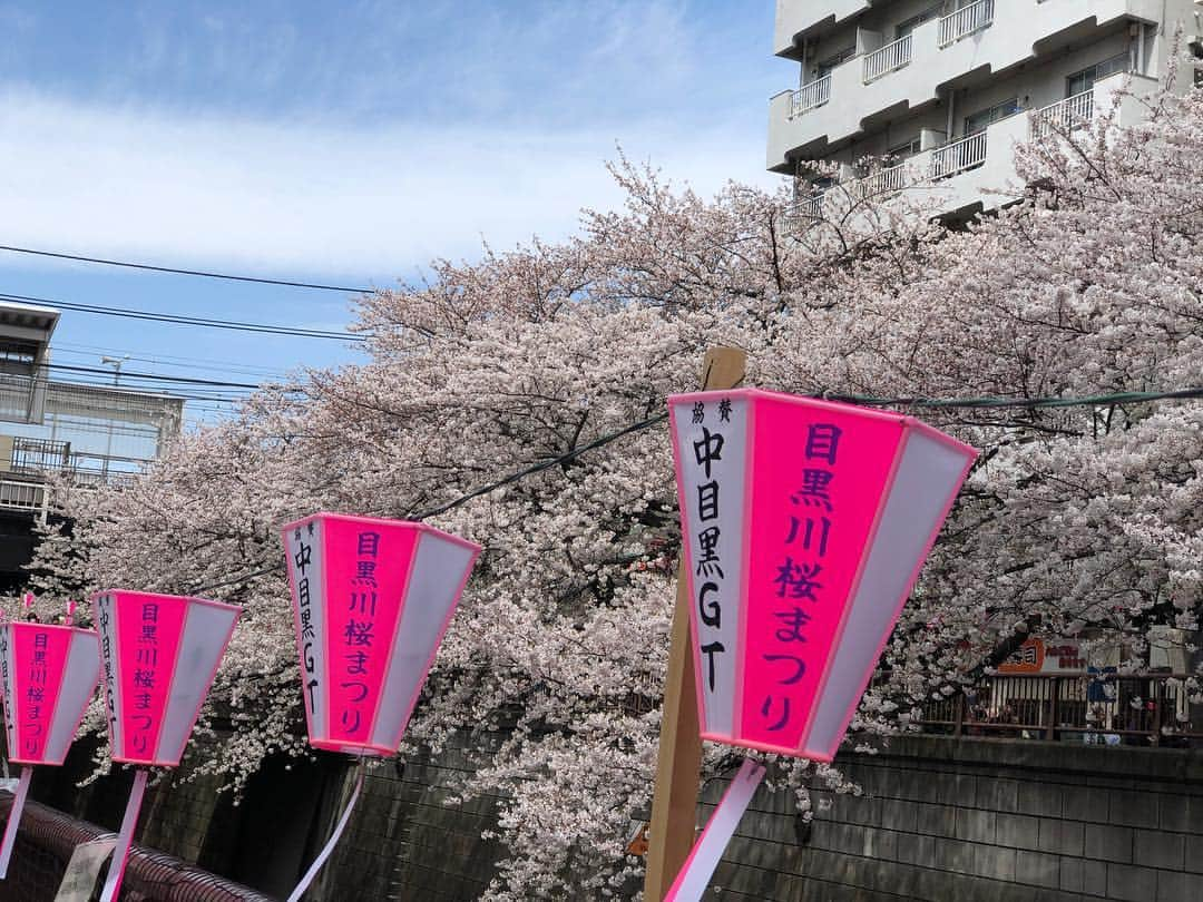 今川あかりさんのインスタグラム写真 - (今川あかりInstagram)「こんにちは🌟 2019ミス日本酒 愛媛代表今川あかりです。 桜がどこも満開ですね🌸✨ 目黒川の桜、初めて見ましたがとても綺麗でした💫💫 最近は毎日、色々な場所の桜を見る機会があって、心が晴れやかな気持ちになります😊 新生活が始まった方も多いと思います🌟 良い春の知らせがたくさん届きますように☺️🌸」4月6日 17時20分 - akaringo_0221