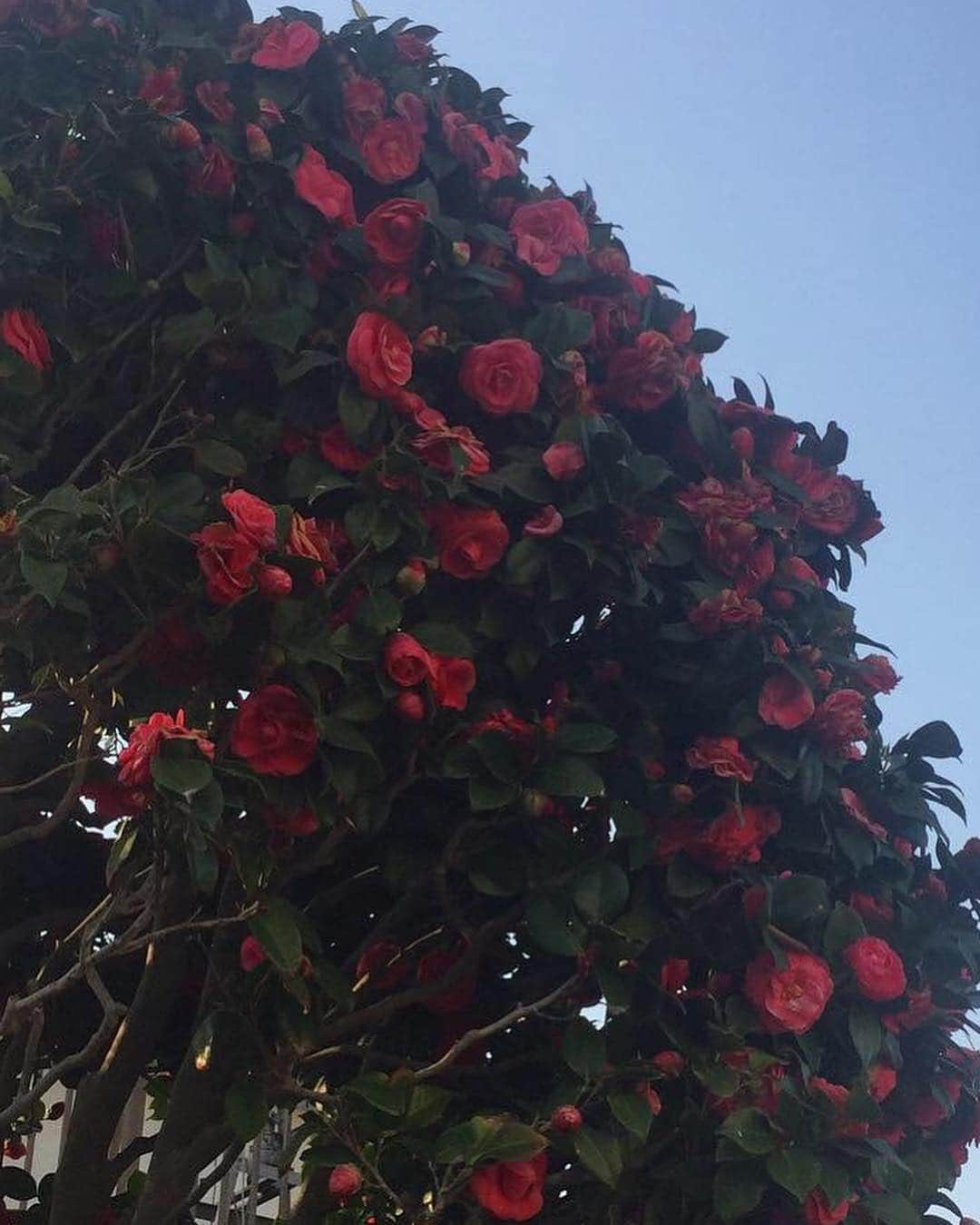 柴田淳さんのインスタグラム写真 - (柴田淳Instagram)「花がどこもかしこも凄いことになってる！ いいなぁいいなぁ🌸💕」4月6日 17時20分 - shibatajun_official