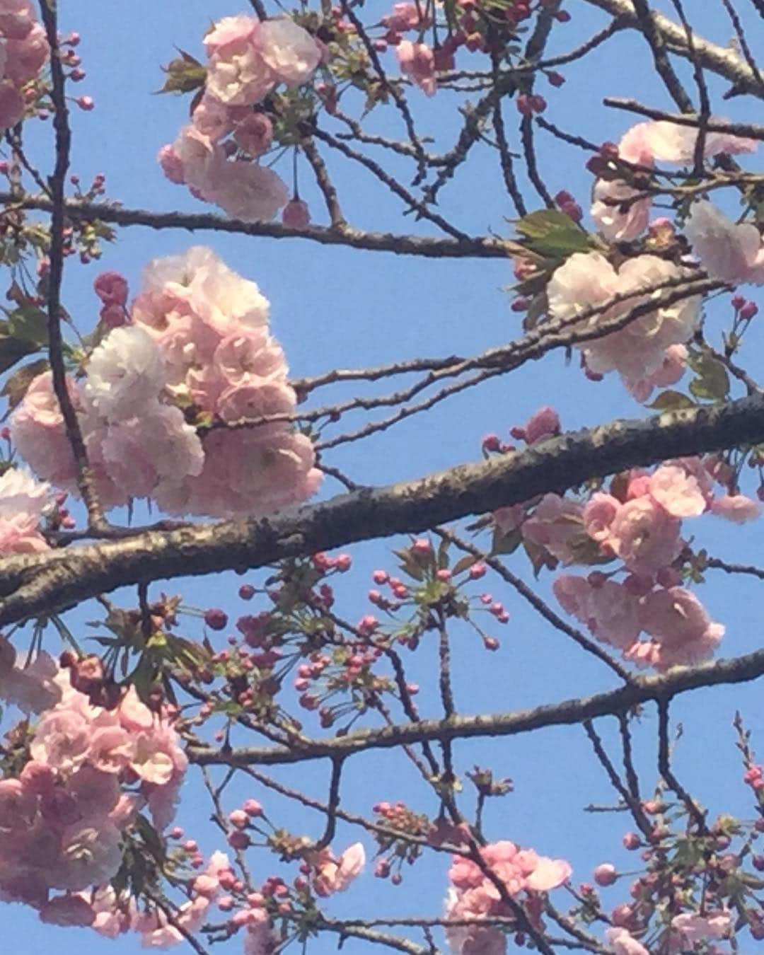 柴田淳さんのインスタグラム写真 - (柴田淳Instagram)「花がどこもかしこも凄いことになってる！ いいなぁいいなぁ🌸💕」4月6日 17時20分 - shibatajun_official