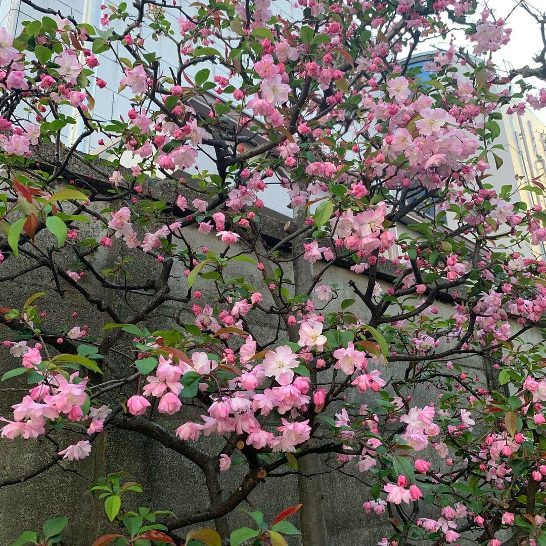 矢部ユウナさんのインスタグラム写真 - (矢部ユウナInstagram)「これって桜？桜じゃない？なんか可愛かったな」4月6日 17時20分 - yunaaay1030