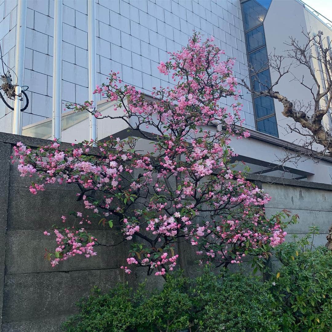 矢部ユウナさんのインスタグラム写真 - (矢部ユウナInstagram)「これって桜？桜じゃない？なんか可愛かったな」4月6日 17時20分 - yunaaay1030
