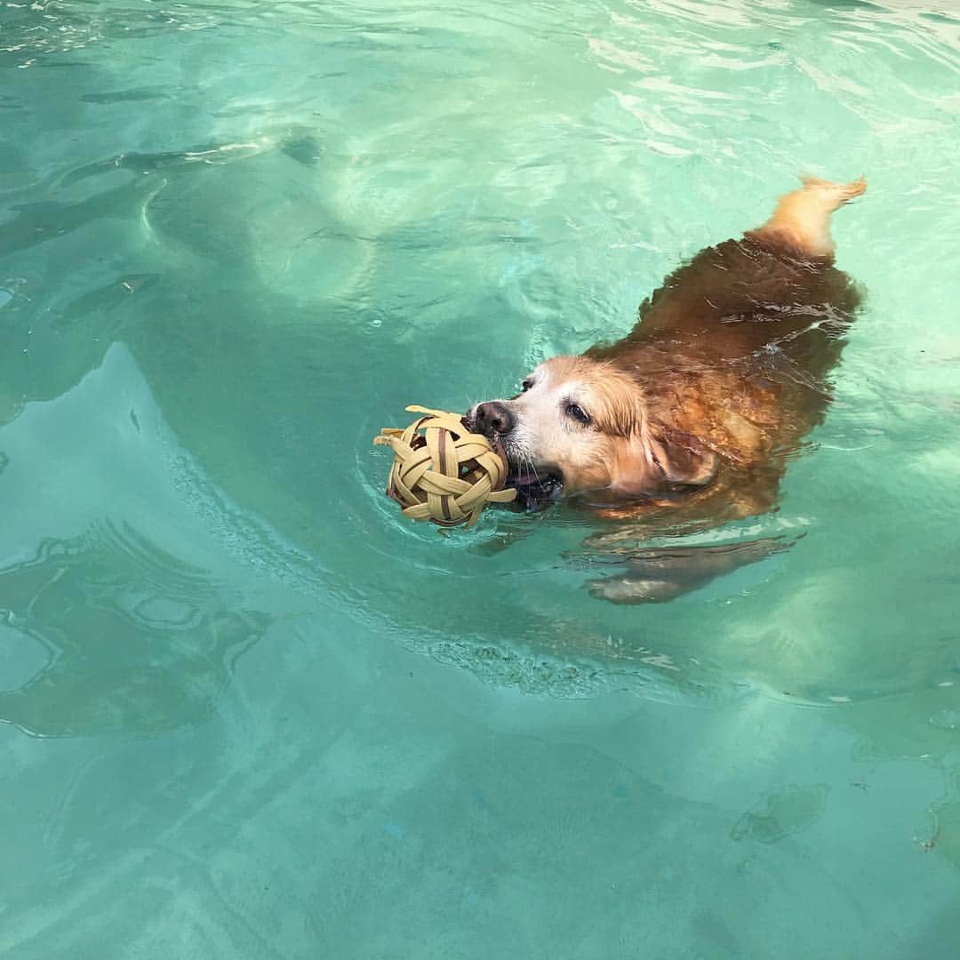 Hoykong&Plamuekのインスタグラム：「วันนี้ว่ายกะน้องสไปรท์ #summerdogpool」