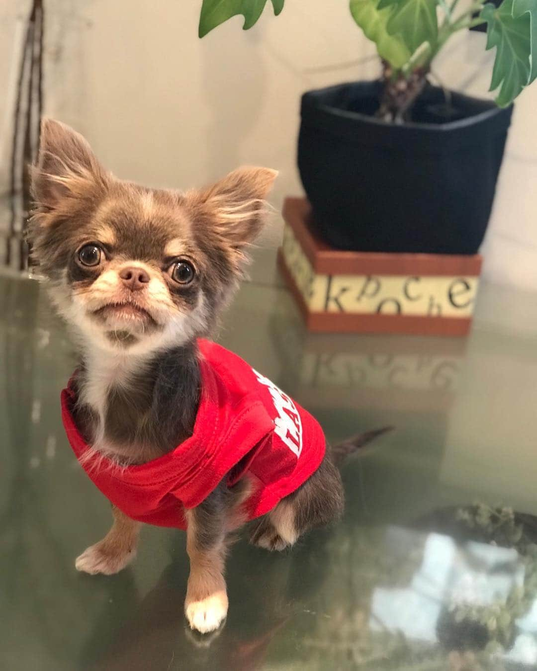 佐々木洋平さんのインスタグラム写真 - (佐々木洋平Instagram)「産まれて５ヶ月経ちました㊗️ #chihuahua #chihuahualife #chihuahualover #chihuahuagram #ilovemydog #dogstagram #チワワ  #イザベラチワワ  #ちわわ」4月6日 17時26分 - panicrew_yohey