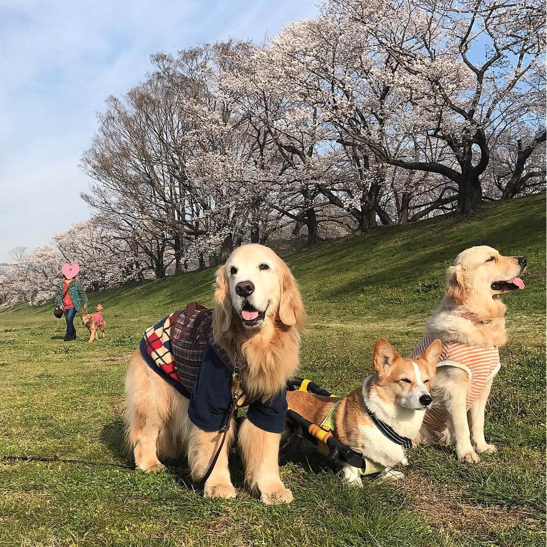 kei515yuさんのインスタグラム写真 - (kei515yuInstagram)「昨日はずっと前からのワン友さん達とお花見に行ってきました。 悠鼓の事を迎えた時から知っていてくれて、皆さんの先代ワンコ達に幼い悠鼓を遊んで貰ったものです😊 久しぶりに会うお友達に悠鼓は大喜び😊 良かったね。  肝心の桜は去年の台風で被害がひどかった事と、数日の寒さで5、6分咲き？ お花は少し寂しかったですが今年もお花見が出来て良かったです😊  さあ、今から悠鼓はＣTです。 がんばれ。」4月6日 17時36分 - kei515yu